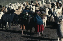 Two women Llama herders feeding a Llama with a cupAmerican 2 Bolivian Farming Agraian Agricultural Growing Husbandry  Land Producing Raising Female Woman Girl Lady Hispanic Latin America Latino South...