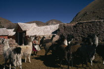 Llama herders settlement with a woman standing amongst herd in stone enclosure. Domestic animals in Bolivia and Peru used for wool  meat and milkAmerican Bolivian Farming Agraian Agricultural Growing...