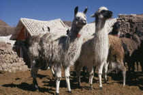 Llama herd in stone enclosure. Domestic animals in Bolivia and Peru used for wool  meat and milkAmerican Bolivian Farming Agraian Agricultural Growing Husbandry  Land Producing Raising Hispanic Latin...