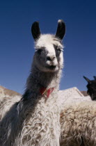 Single Llama near herd. Domestic animals in Bolivia and Peru used for wool  meat and milkAmerican Farming Agraian Agricultural Growing Husbandry  Land Producing Raising Agriculture Bolivian Hispanic...
