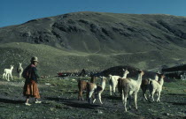 Llama herders. Domestic animals in Bolivia and Peru used for wool  meat and milkAmerican Farming Agraian Agricultural Growing Husbandry  Land Producing Raising Agriculture Bolivian Hispanic Latin Ame...