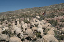Family with their flock of sheepAmerican Farming Agraian Agricultural Growing Husbandry  Land Producing Raising Agriculture Bolivian Hispanic Latin America Latino Livestock South America