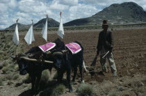 Aymara / Quechua man ploughing field with cattle ready to plant potatoesAmerican Farming Agraian Agricultural Growing Husbandry  Land Producing Raising Agriculture Bolivian Cow  Bovine Bos Taurus Liv...