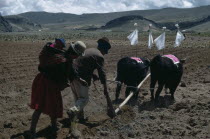Aymara / Quechua family ploughing and planting potatoes with mother carrying baby in sling on her backAmerican Farming Agraian Agricultural Growing Husbandry  Land Producing Raising Agriculture Babie...