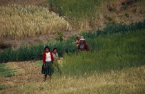 Aymara / Quechua family reaping their barley. Near PotosiAmerican Farming Agraian Agricultural Growing Husbandry  Land Producing Raising Agriculture Bolivian Hispanic Kids Latin America Latino South...