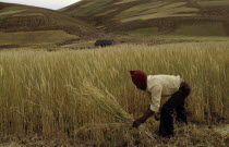Aymara / Quechua man reaping barley. Near PotosiAmerican Farming Agraian Agricultural Growing Husbandry  Land Producing Raising Agriculture Bolivian Hispanic Latin America Latino Male Men Guy South A...