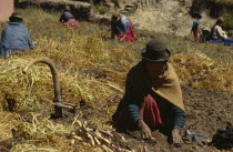 Women harvesting potatoes  root vegetables and onionsAmerican Farming Agraian Agricultural Growing Husbandry  Land Producing Raising Agriculture Bolivian Female Woman Girl Lady Hispanic Latin America...