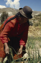 Woman harvesting potatoes  root vegetables and onionsAmerican Farming Agraian Agricultural Growing Husbandry  Land Producing Raising Agriculture Bolivian Female Women Girl Lady Hispanic Latin America...