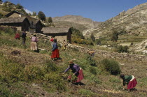 Harvesting potatoesAmerican Bolivian Farming Agraian Agricultural Growing Husbandry  Land Producing Raising Hispanic Latin America Latino South America