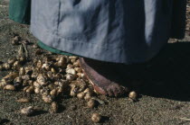 Aymara woman stamping on potatoes which have been frozen then thawed to remove skins to make Chuno  freeze-dried potato product traditionally made by Quechua and Aymara communities of Bolivia and Peru...