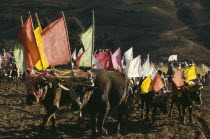 Ox ploughing festival. Ox cattle carrying coloured flags near CochabambaAmerican Bolivian Colored Cow  Bovine Bos Taurus Livestock Farming Agraian Agricultural Growing Husbandry  Land Producing Raisi...
