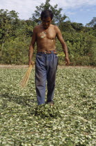 Man spreading coca leaves out on the ground to dry in traditional commercial coca growing area mainly for cocaine.American Bolivian Classic Classical Farming Agraian Agricultural Growing Husbandry  L...