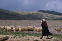 Shepherd with his flock of sheepFarming Agraian Agricultural Growing Husbandry  Land Producing Raising Isra el Israeli Livestock Middle East One individual Solo Lone Solitary Scenic Yisra el