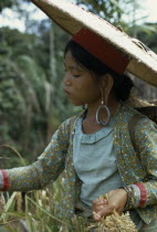 Young Kayan woman harvesting dry hill rice wearing heavy earrings elongating her ear lobes and a large circular hat to protect from the sun. Subgroup of the Dayak indigenous tribes native to BorneoAs...