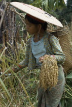 Young Kayan woman harvesting dry hill rice wearing heavy earrings elongating her ear lobes and a large circular hat to protect from the sun. Subgroup of the Dayak indigenous tribes native to BorneoAs...