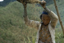 Kayan girl winnowing rice. Subgroup of the Dayak indigenous tribes native to BorneoAsian Farming Agraian Agricultural Growing Husbandry  Land Producing Raising Indegent Malaysian One individual Solo...