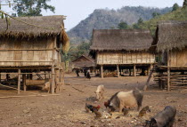 Meo village with children playing between thatched roof homes built on stilts. Livestock with pigs and chickens feeding from grain in the foreground.Meo indigenous peopleAsian Farming Agraian Agricu...