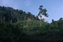 Q eqchi Indian refugee village. Family house with a thatched roof on elevated land next to dense green rainforest. Q eqchi indigenous people American Central America Hispanic Indegent Latin America L...
