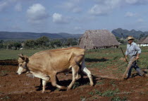 Peasant farmer ploughing with Oxen cattle in field near thatched farmsteadCaribbean Cow  Bovine Bos Taurus Livestock Cuban Farming Agraian Agricultural Growing Husbandry  Land Producing Raising Hispa...