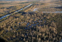 Aerial view over cypress trees growing in swampNorth America United States of America American Farming Agraian Agricultural Growing Husbandry  Land Producing Raising Scenic