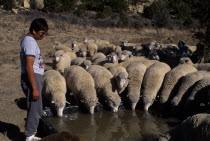 Zuni Pueblo Native American Indian man called Philip with his flock of sheep drinking waterFarming Agraian Agricultural Growing Husbandry  Land Producing Raising Hispanic Latin America Latino Livesto...