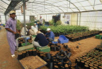 Workers in mangrove nursery growing imported and local plants grown to decrease temperatures risen due to global warming.Ecology Entorno Environmental Environnement Farming Agraian Agricultural Growi...