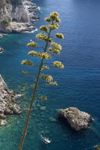 Capri Town. View from Augustus Gardens with shrub in foregroundCoastlines Seascapes Cliffs Landscape European Italia Italian Scenic Southern Europe