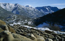 Sheep on high mountain pasture.  Flock in foreground with snow covered peaks beyond.Catalunya Espainia Espana Espanha Espanya European Farming Agraian Agricultural Growing Husbandry  Land Producing Raising Hispanic Livestock Scenic Southern Europe Spanish