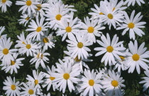 Ox Eye Daisies. Leucanthemum vulgare. United Kingdom. Channel Islands. Guernsey.European Northern Europe