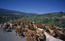 Goats being led down road from foot hills.Andalusia Andalucia Espainia Espana Espanha Espanya European Farming Agraian Agricultural Growing Husbandry  Land Producing Raising Hispanic Scenic Southern...