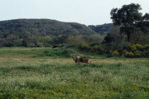 Cattle grazing in flower filled meadow.Andalusia Andalucia Cow  Bovine Bos Taurus Livestock Espainia Espana Espanha Espanya European Farming Agraian Agricultural Growing Husbandry  Land Producing Rai...