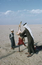 Man with boy butchering a sheep in the desertFarming Agraian Agricultural Growing Husbandry  Land Producing Raising Kids Livestock Male Men Guy Middle East Qatari