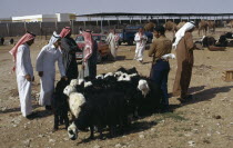 Men buying and selling sheep in the Souk or marketLivestock Male Man Guy Middle East Qatari