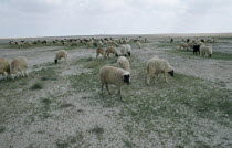 Sheep farming on the edge of the desertAgriculture Ecology Entorno Environmental Environnement Farming Agraian Agricultural Growing Husbandry  Land Producing Raising Green Issues Livestock Middle Eas...
