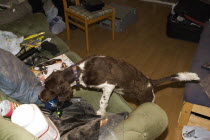 Springer Spaniel sniffer dog used in search of residential home during drugs bust.European  European