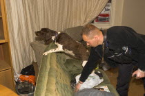 Springer Spaniel sniffer dog with handler used in search of residential home during drugs bust.European One individual Solo Lone Solitary European One individual Solo Lone Solitary