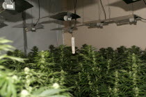 Marijuana grown under heat lights in residential home  discovered during drugs bust.European Grass Weed Blow Draw Doobie Spliff Joint Dope Bob European Grass Weed Blow Draw Doobie Spliff Joint Dope...