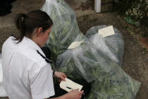 Marijuana grown under heat lights in residential home  discovered during drugs bust. Evidence being bagged and tagged by policewoman.European Grass Weed Blow Draw Doobie Spliff Joint Dope Bob One ind...