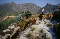 Goat herder on mountain track.Andalusia Espainia Espana Espanha Espanya European Farming Agraian Agricultural Growing Husbandry  Land Producing Raising Hispanic One individual Solo Lone Solitary Southern Europe Spanish