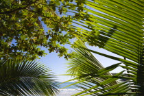 La Sagesse Beach seen through coconut palm tree leavesBeaches Resort Sand Sandy Scenic Seaside Shore Tourism West Indies Caribbean Grenadian Greneda