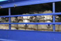 Sheep seen through the bars of a the truck they are being transported in.Agriculture European Farm Farming Agraian Agricultural Growing Husbandry  Land Producing Raising Livestock Lorry Van