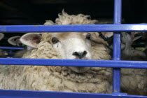 Sheep seen through the bars of a the truck they are being transported in.Agriculture European Farm Farming Agraian Agricultural Growing Husbandry  Land Producing Raising Livestock Lorry Van