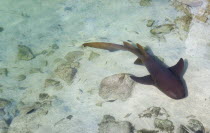 Nurse shark Ginglymostoma cirratium swimming in the shallow water of the shark pool at The Anchorage Yacht Club in Clifton HarbourCaribbean West Indies Windward Islands