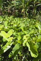 Callaloo crop growing beside banana trees in the countrysideCaribbean Grenadian Greneda West Indies Grenada Farming Agraian Agricultural Growing Husbandry  Land Producing Raising
