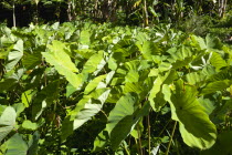 Callaloo crop growing beside banana trees in the countrysideCaribbean Grenadian Greneda West Indies Grenada Farming Agraian Agricultural Growing Husbandry  Land Producing Raising