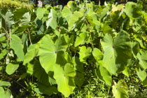 Callaloo crop growing in the countrysideCaribbean Grenadian Greneda West Indies Grenada Farming Agraian Agricultural Growing Husbandry  Land Producing Raising