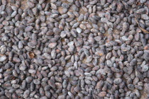 Cocoa beans drying in the sun at Dougaldston Estate plantationCaribbean Grenadian Greneda West Indies Grenada Farming Agraian Agricultural Growing Husbandry  Land Producing Raising