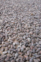Cocoa beans drying in the sun at Dougaldston Estate plantationCaribbean Grenadian Greneda West Indies Grenada Farming Agraian Agricultural Growing Husbandry  Land Producing Raising