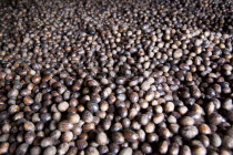 Nutmegs drying on racks in the Gouyave Nutmeg Processing factoryCaribbean Grenadian Greneda West Indies Grenada Farming Agraian Agricultural Growing Husbandry  Land Producing Raising