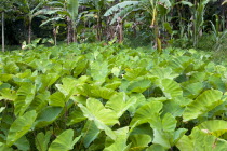 Callaloo crop growing beside banana trees in the countrysideCaribbean Grenadian Greneda West Indies Grenada Farming Agraian Agricultural Growing Husbandry  Land Producing Raising